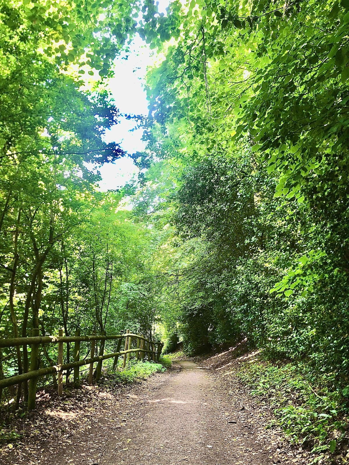 Cooper's Hill Woods - Image 1