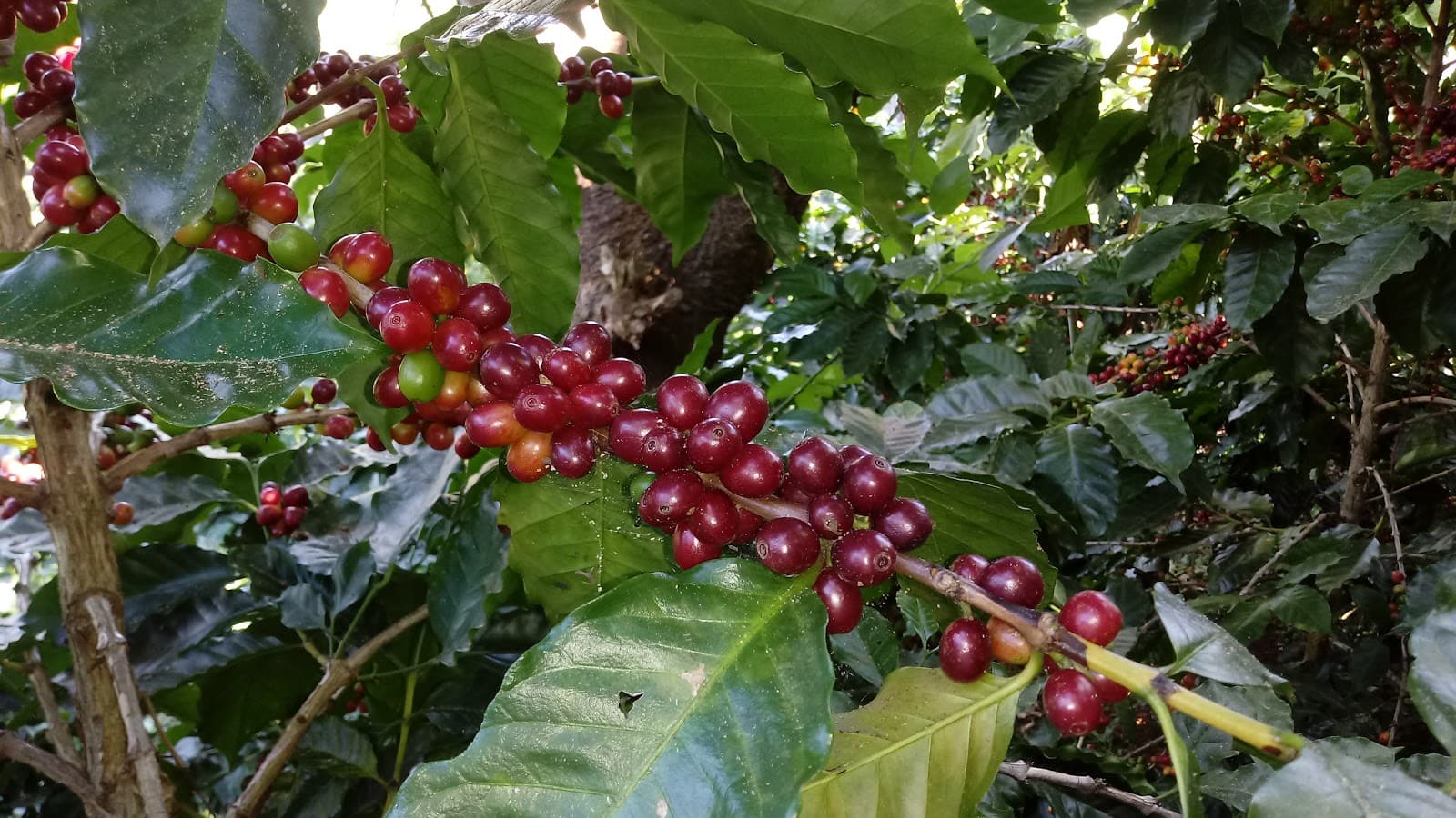 El Toledo Coffee Tour (Atenas) - Image 1