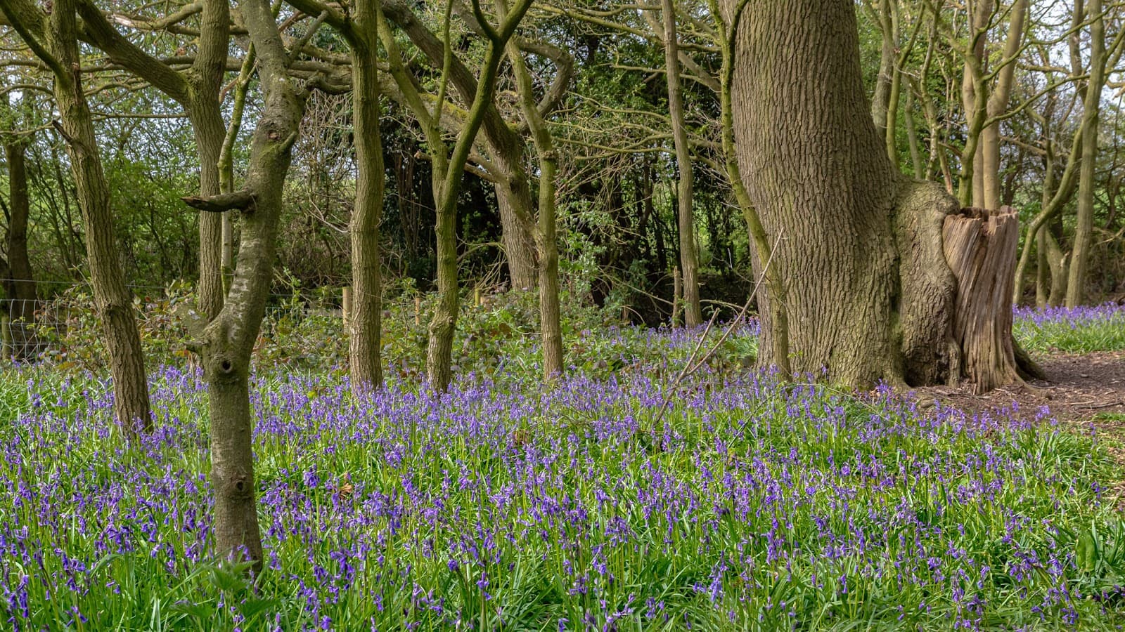 Burton Bushes - Image 1