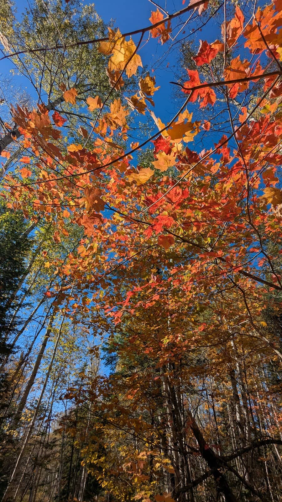 Natural Bog Environment
