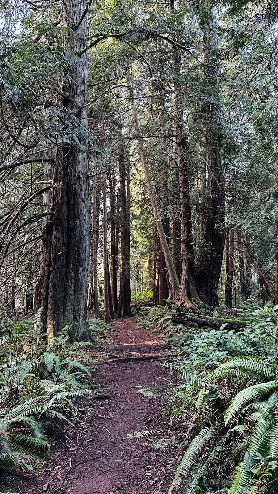 Scenic Forest Trails
