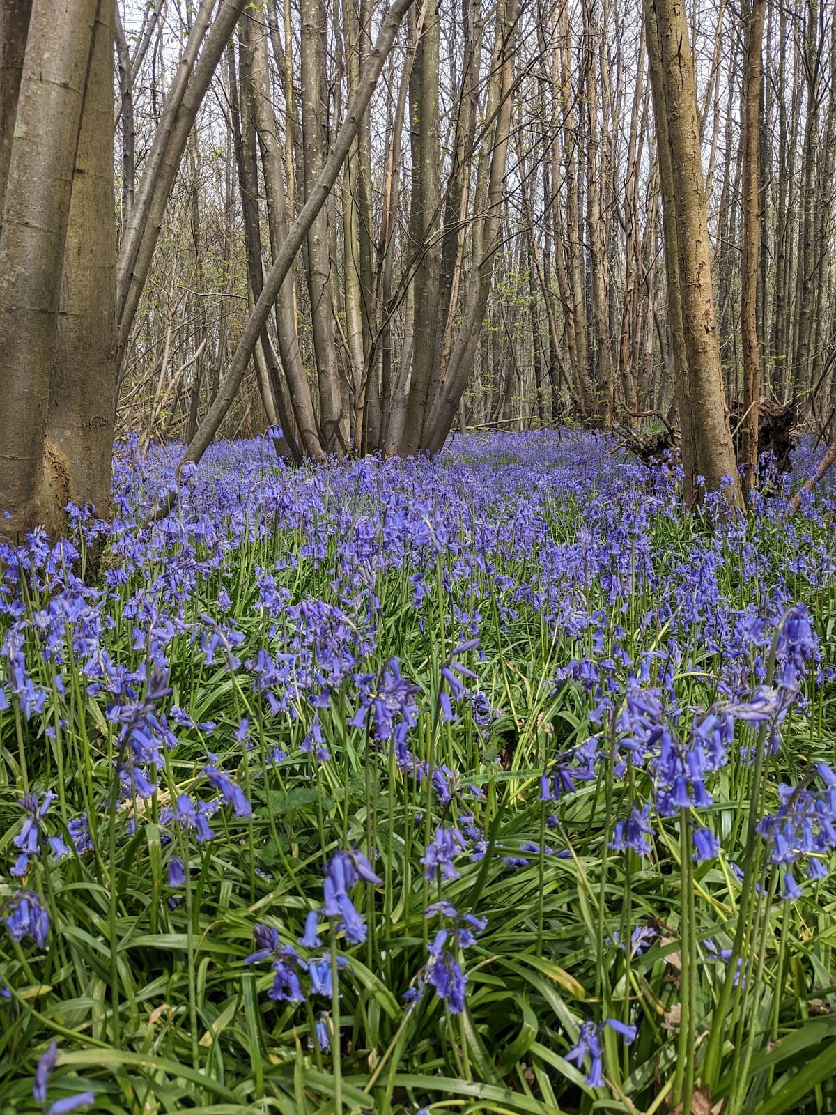 King's Wood, Challock - Image 1