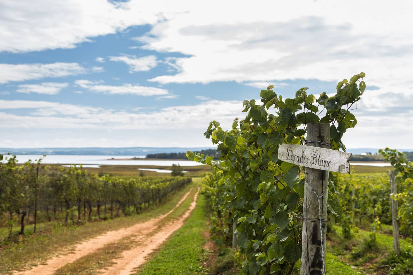 Award-Winning Chardonnay