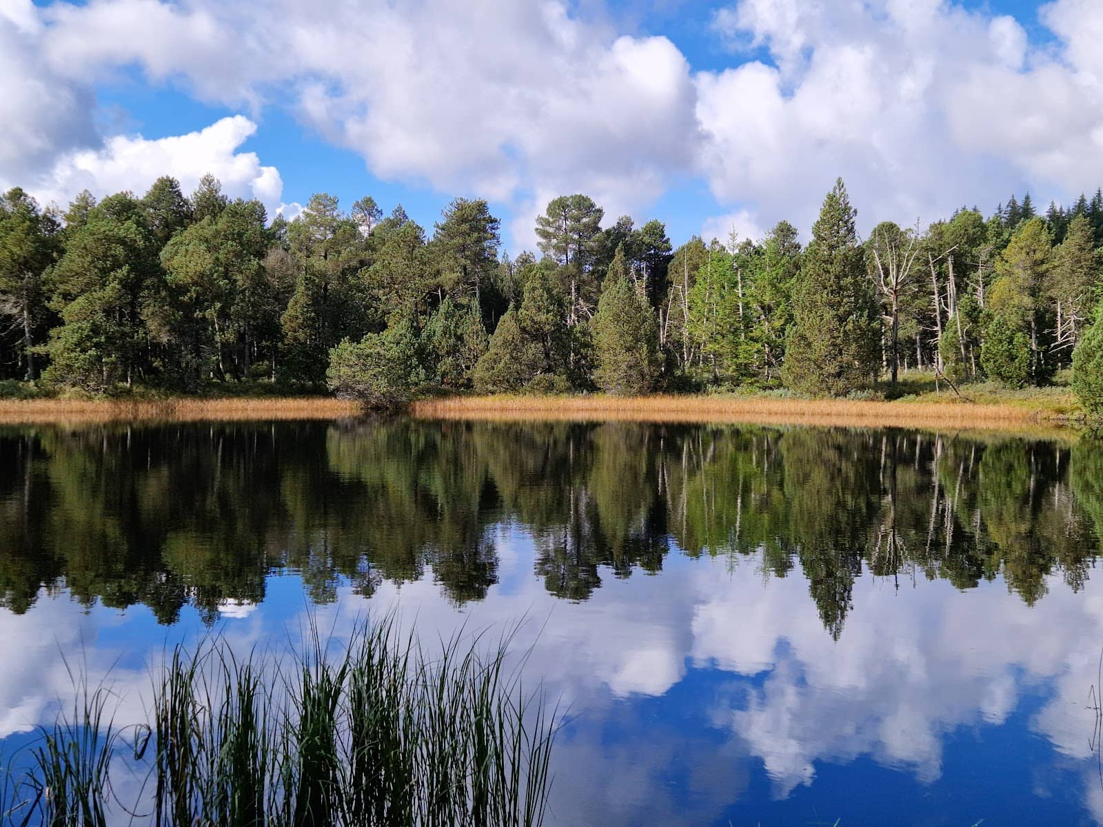 High Moor Landscape