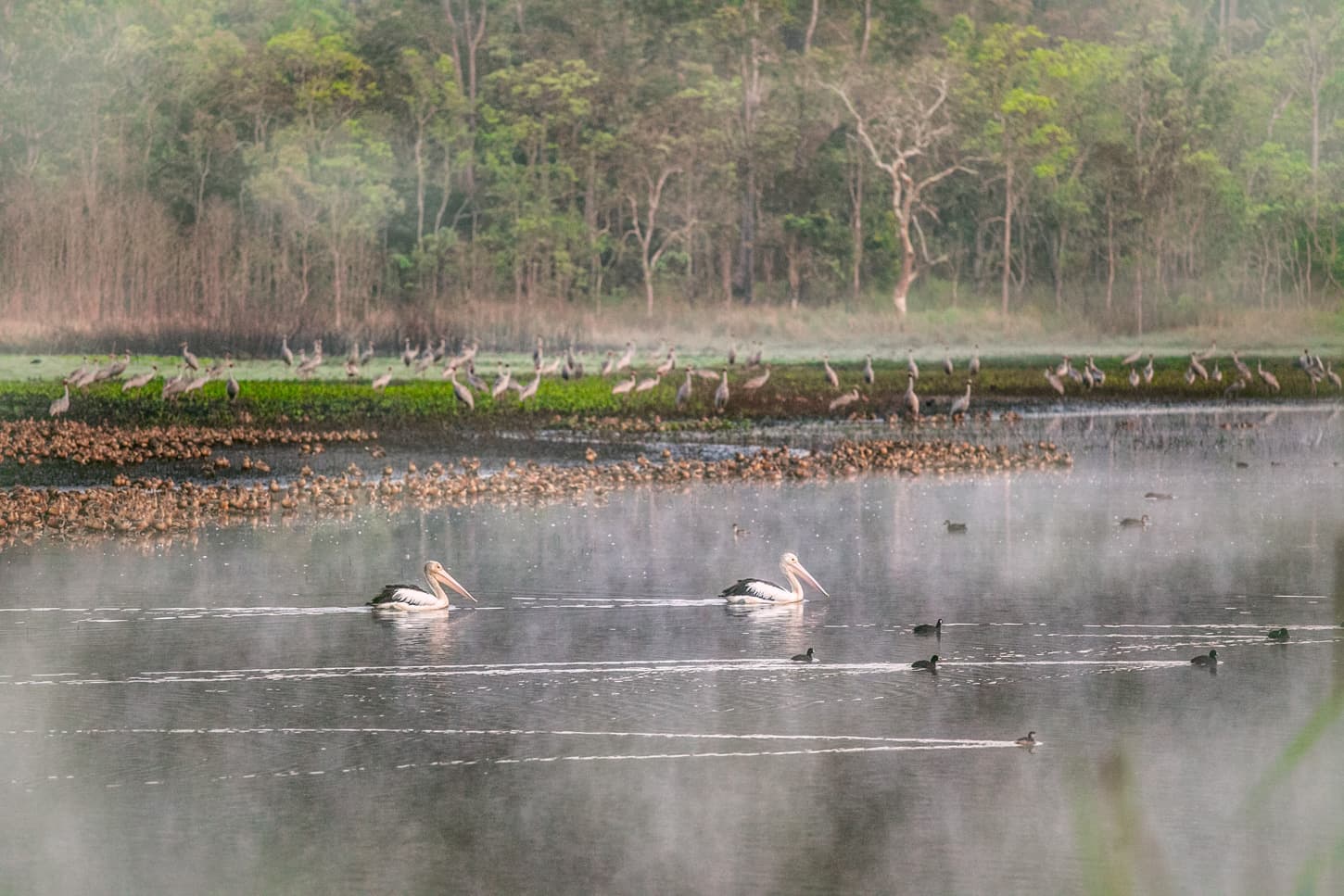 Hasties Swamp National Park - Image 1