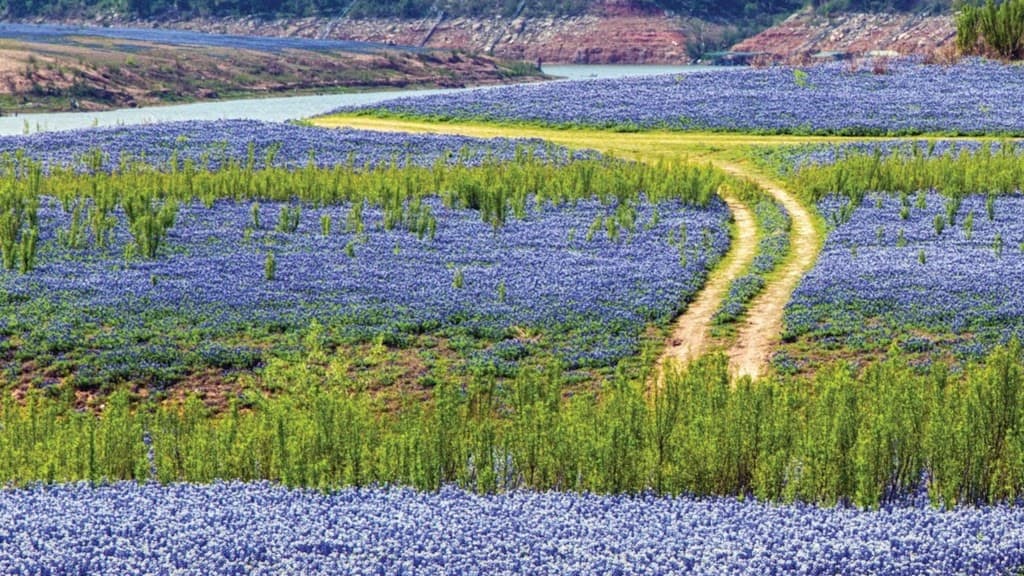 Muleshoe Bend Recreation Area - Image 1