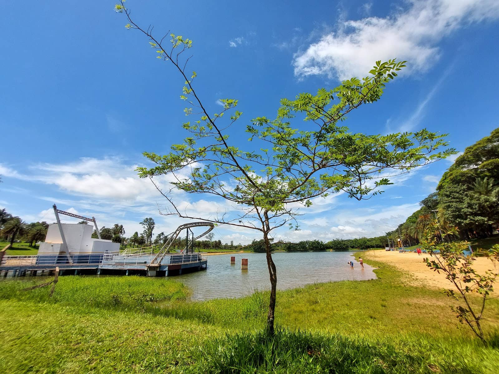 The Iconic Pine Tree