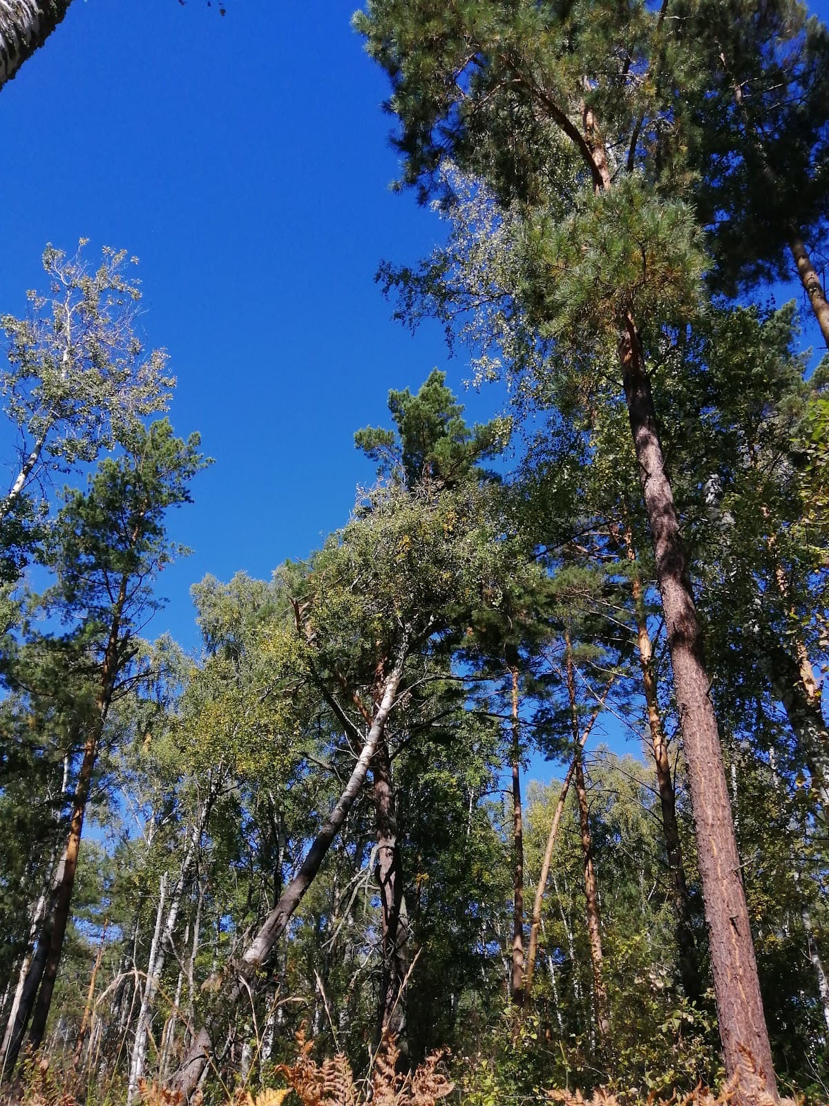 Berdsk Cliffs (Berdskie Skaly) - Image 1