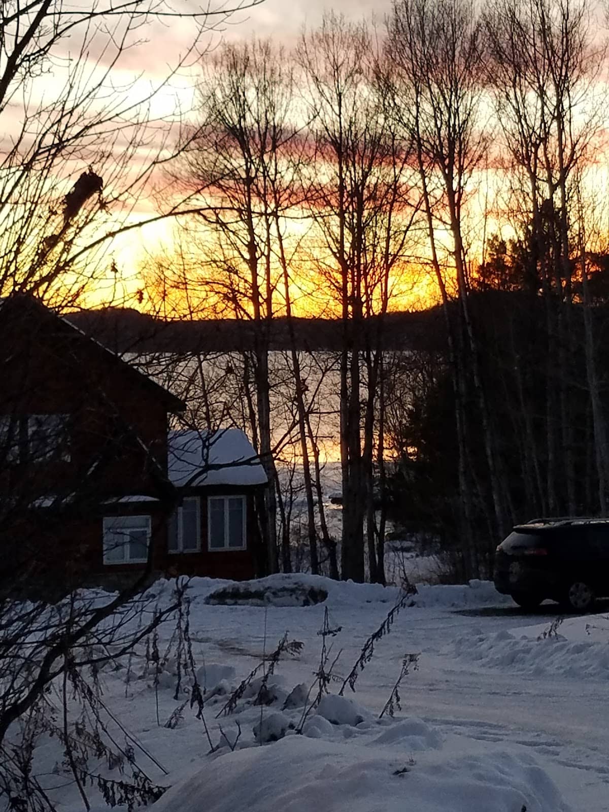 Sun-Dappled Flower Trail