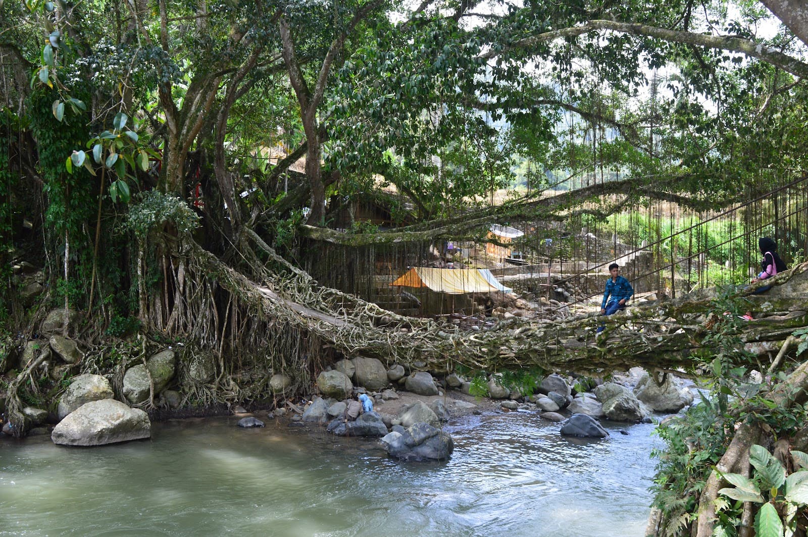 Jembatan Akar (Root Bridge) - Image 1