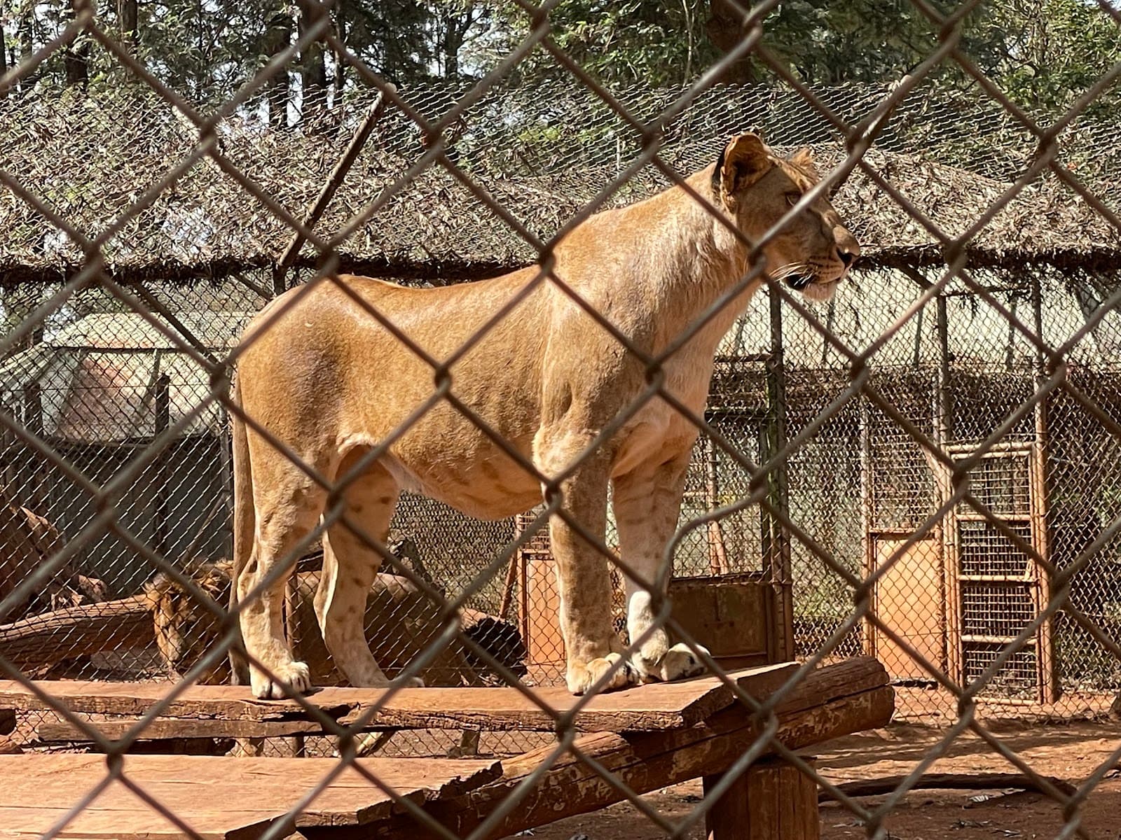 Nairobi Animal Orphanage - Image 1