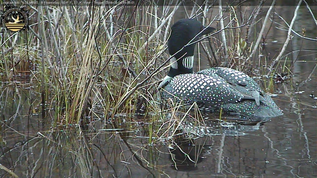 Wildlife Observation