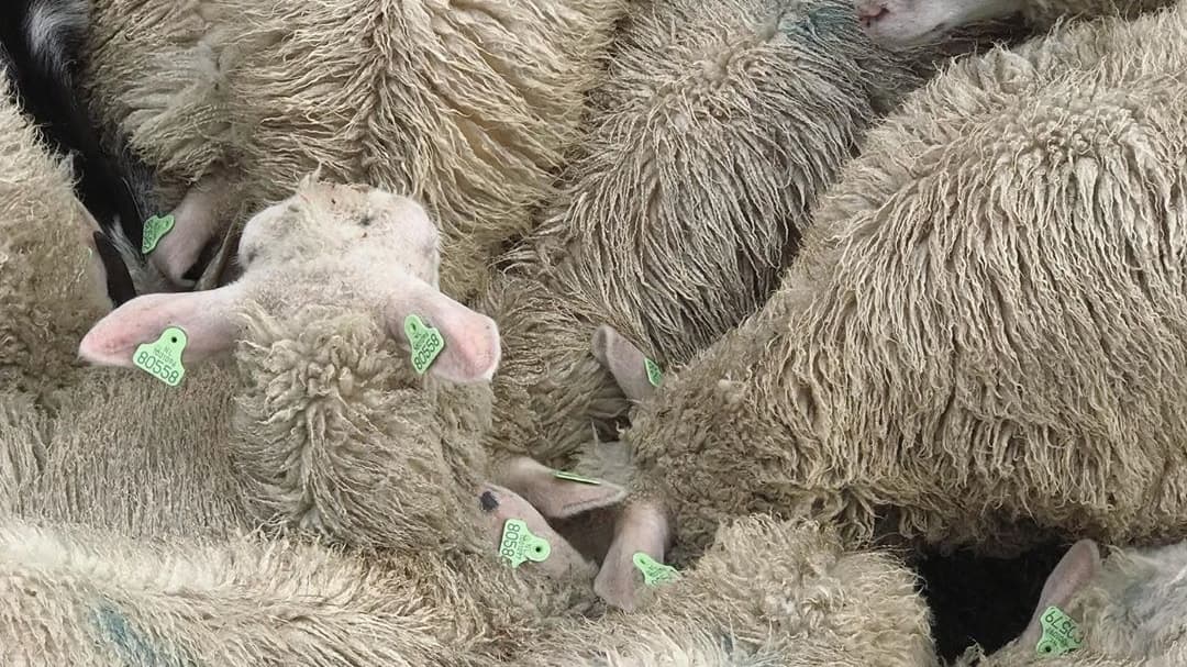 Vroege Vogelbos - Image 1