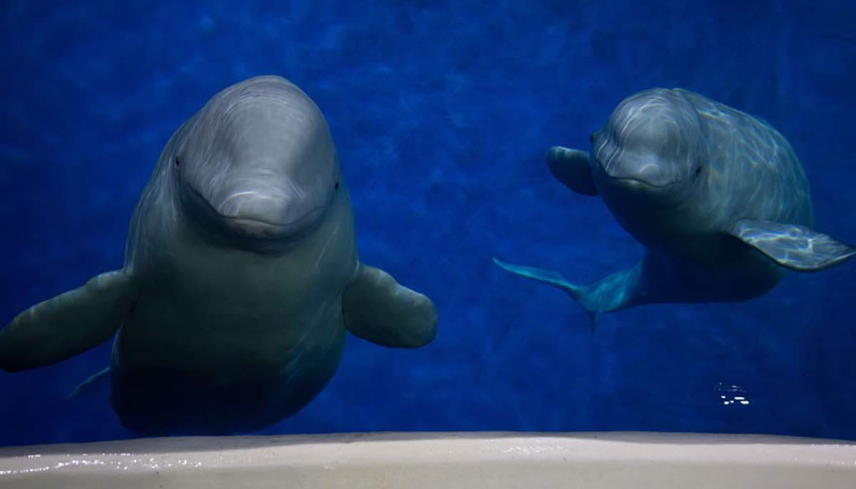 Sæheimar Aquarium Vestmannaeyjar - Image 1