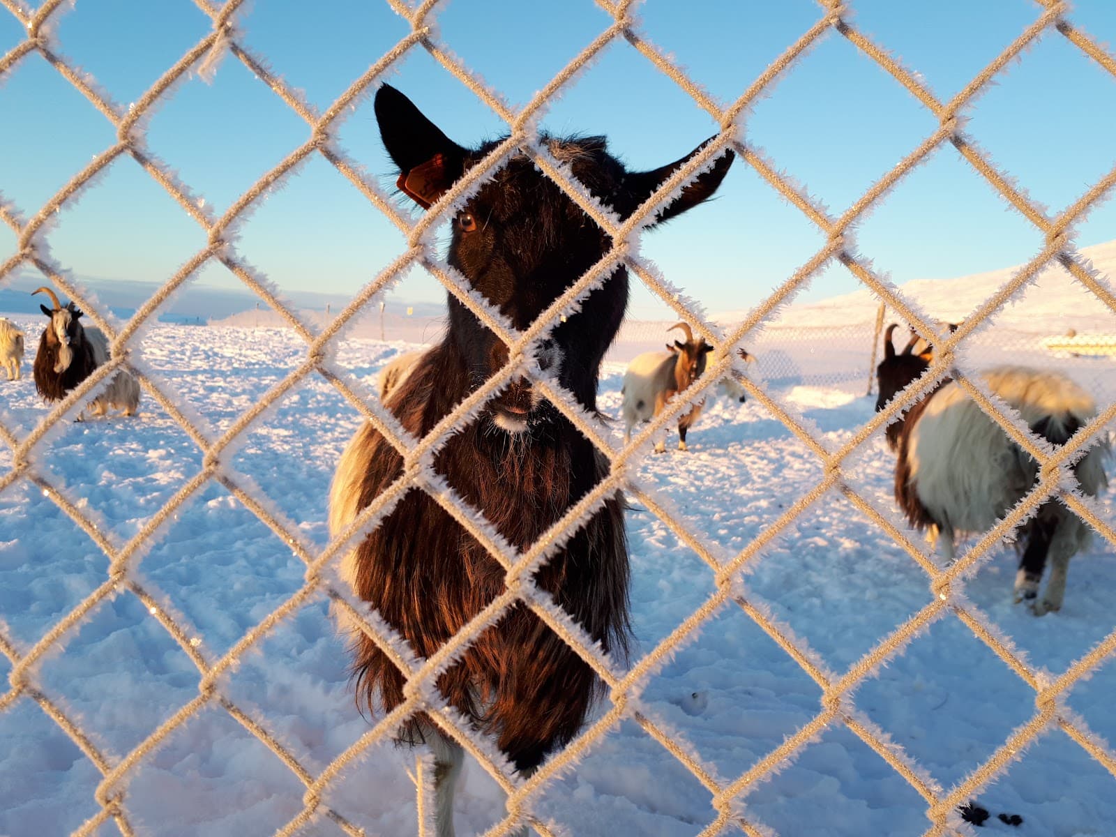 Háafell Goat Farm - Image 1