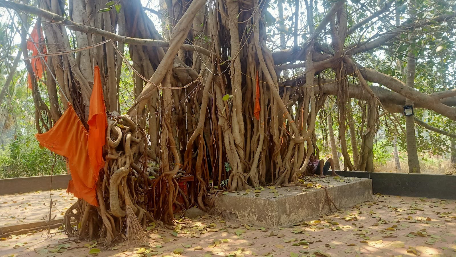 Banyan Tree (Arambol) - Image 1