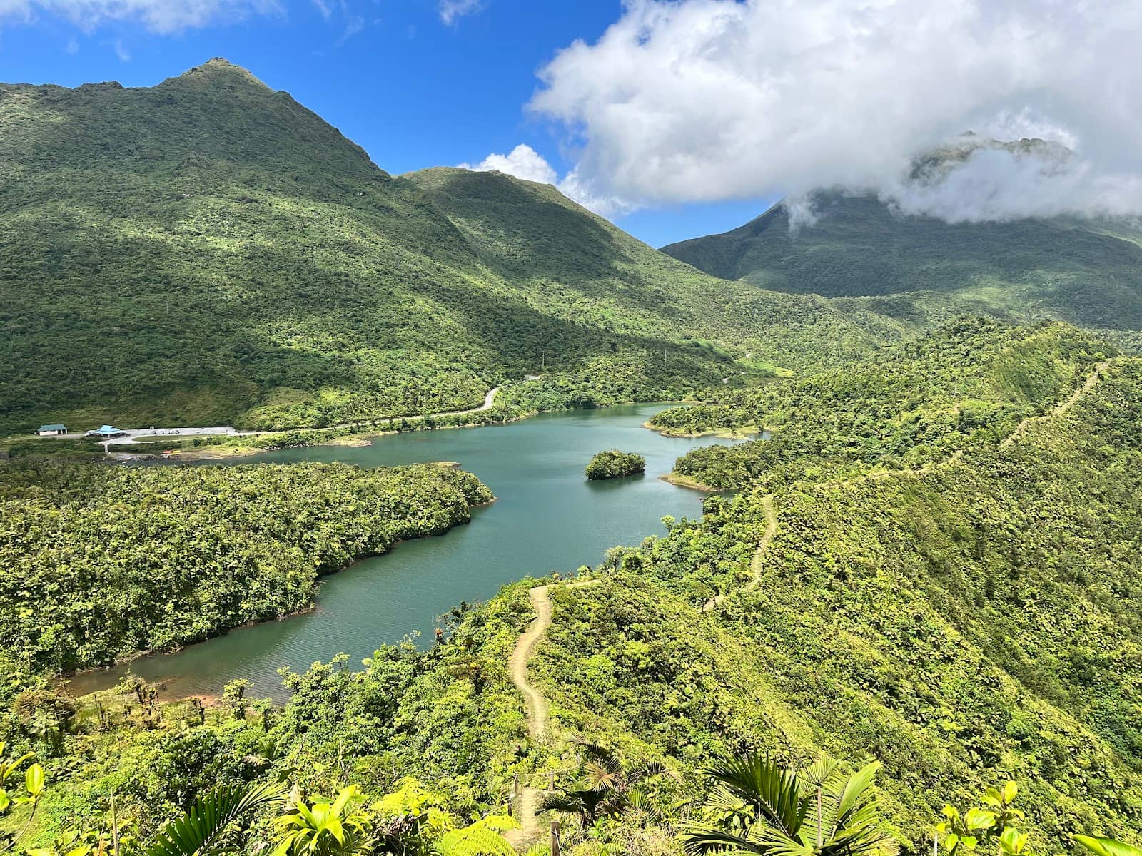 Mountain Chicken Frog Sighting