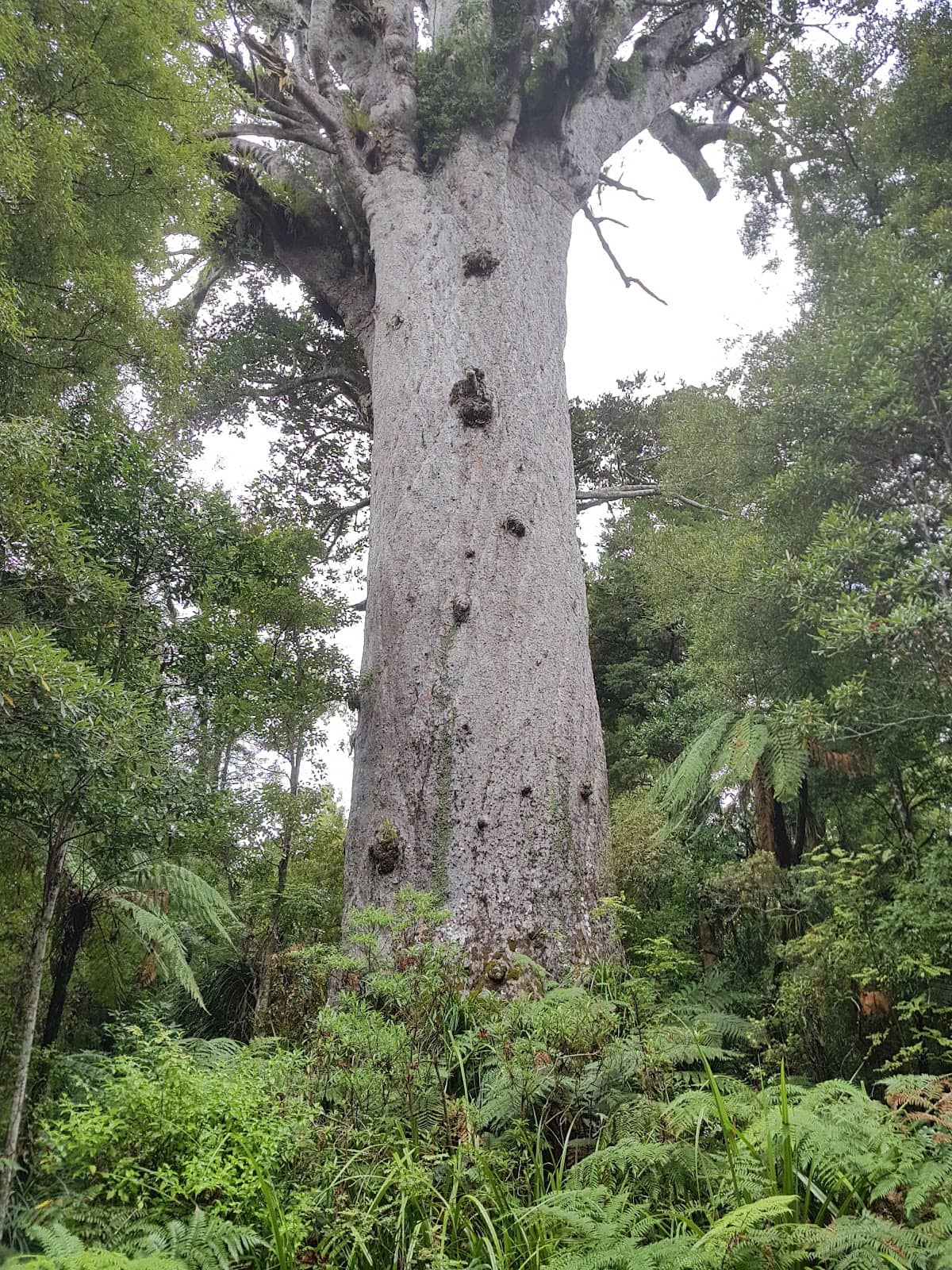 Father of the Forest