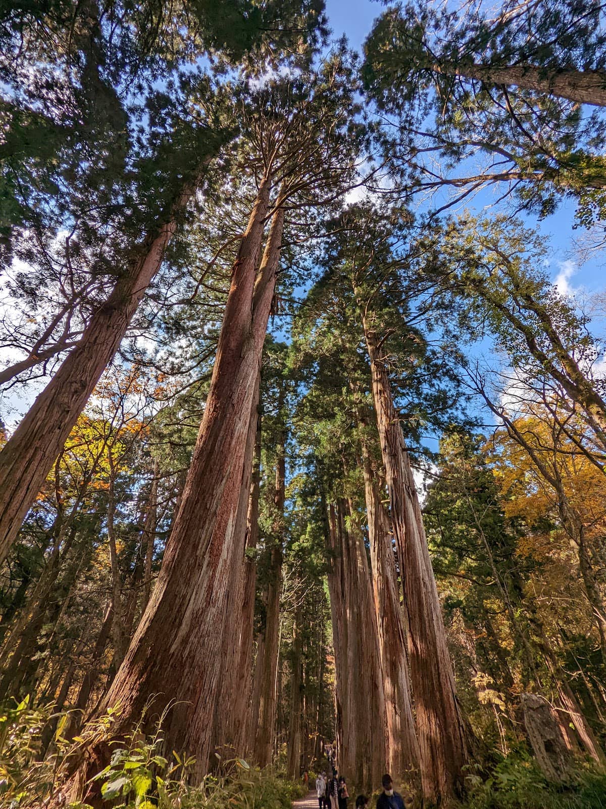 Togakushi Soba Noodles