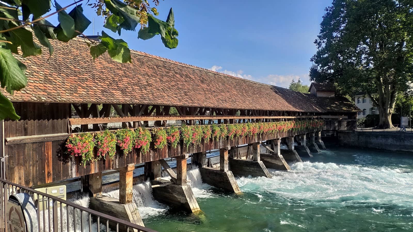 Refreshing Aare River Swim