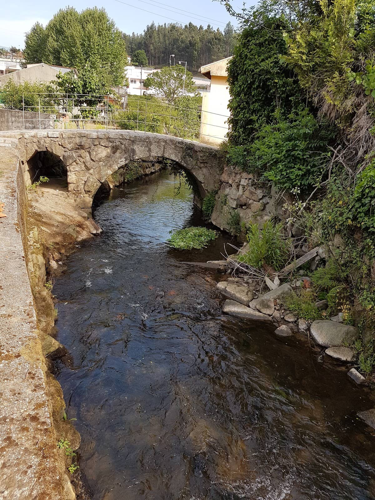 Serene River Views