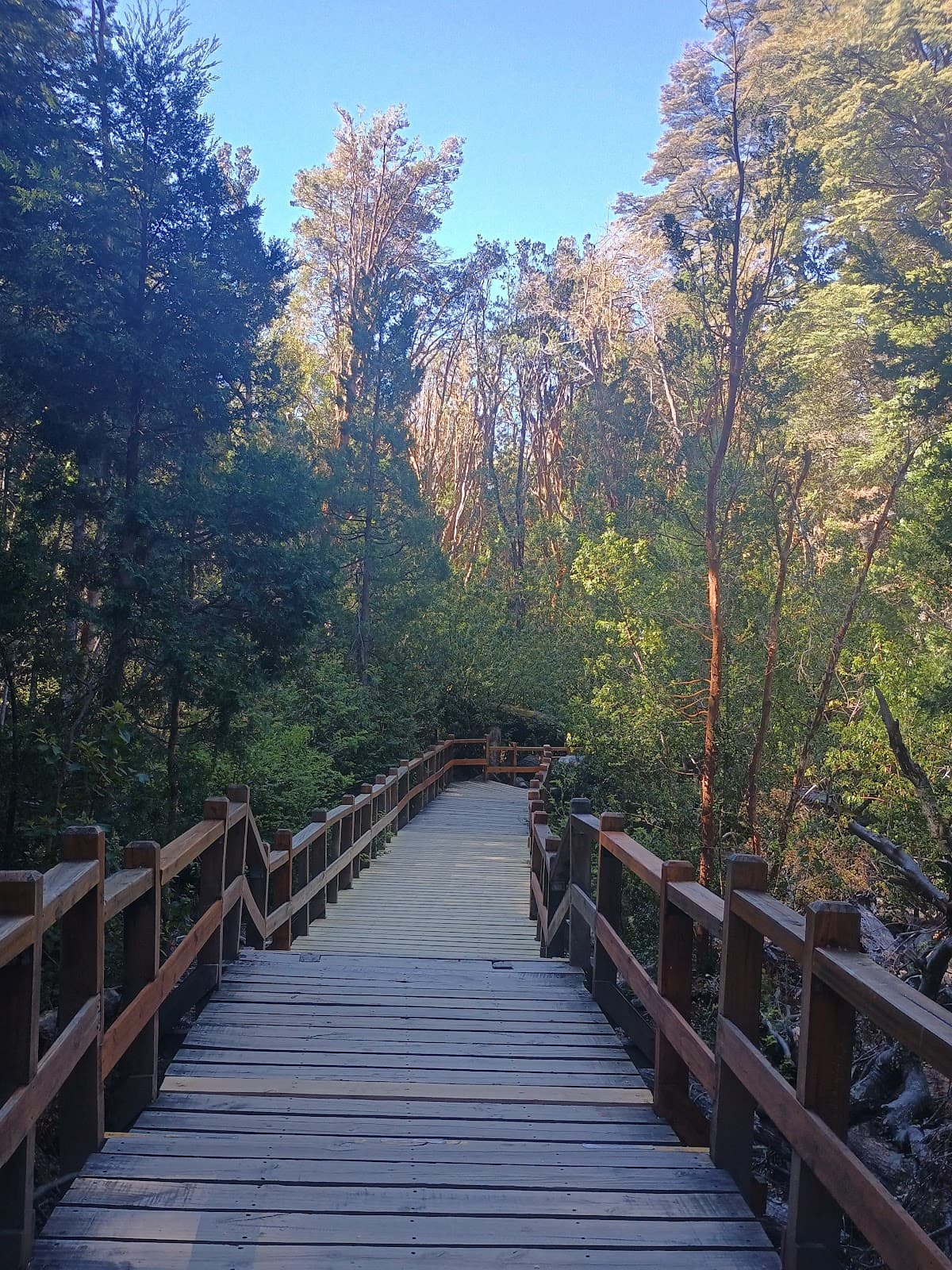 Arrayanes Forest Quetrihué - Image 1