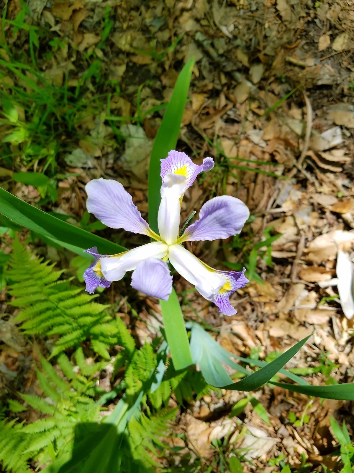 Briarwood: the Caroline Dormon Nature Preserve - Image 1