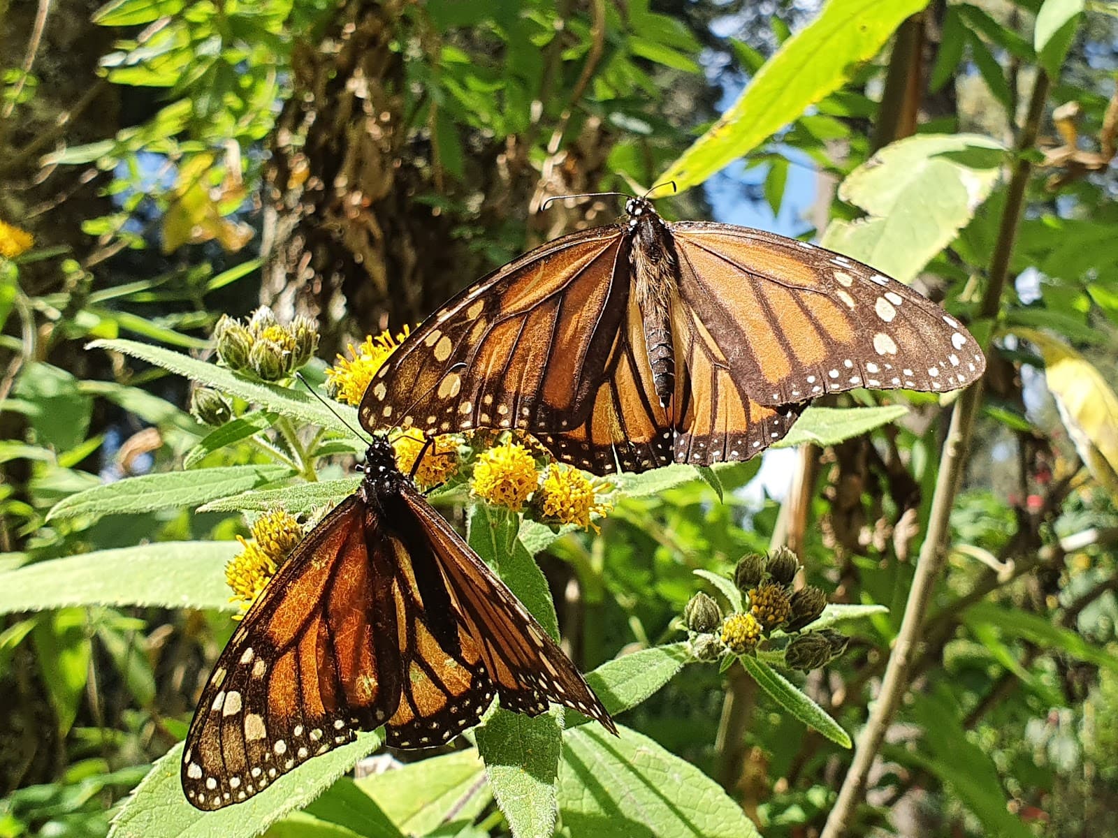 Piedra Herrada Monarch Sanctuary - Image 1