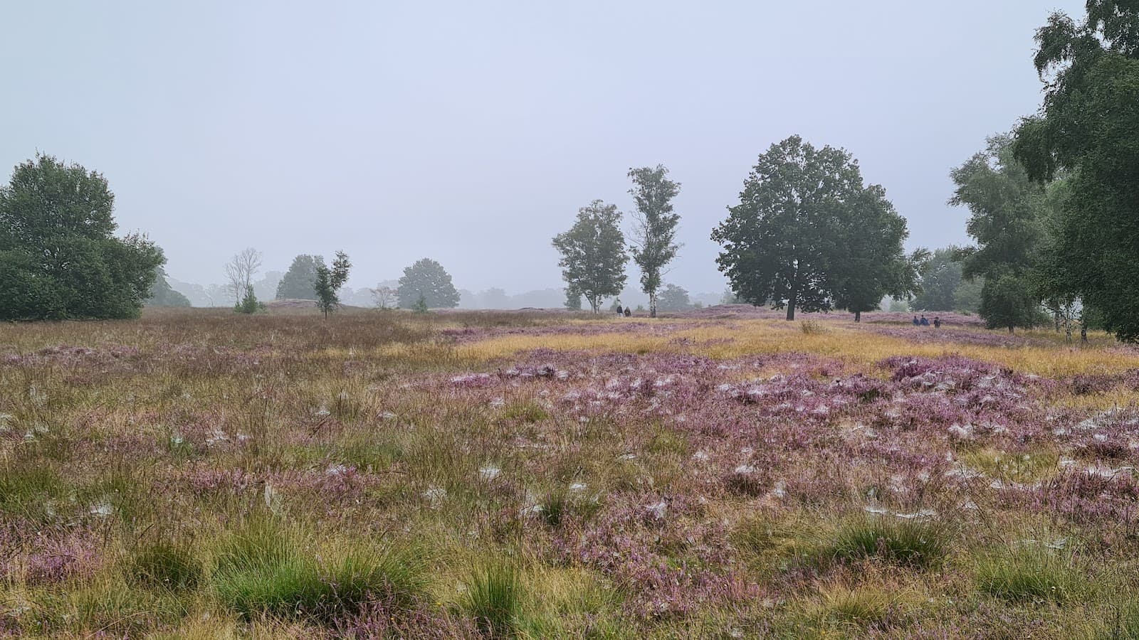 Balloërveld - Image 1