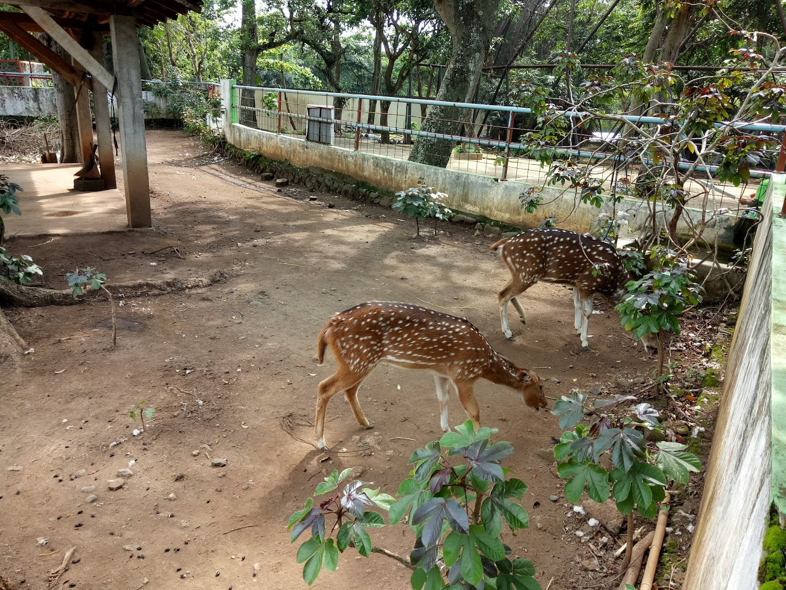 Semarang Zoo Mangkang - Image 1