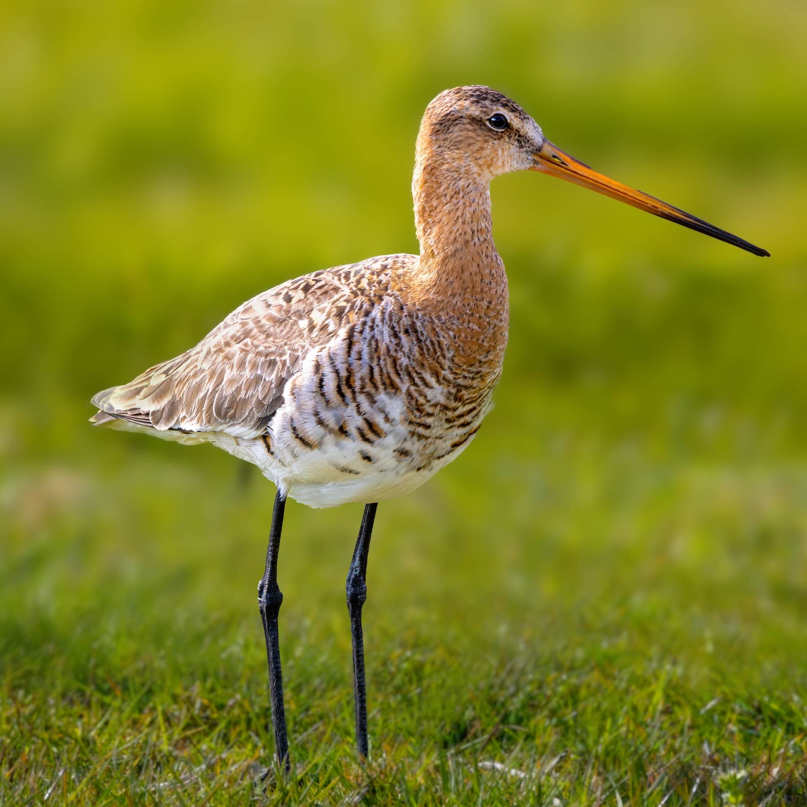 Waalenburg Nature Reserve - Image 1