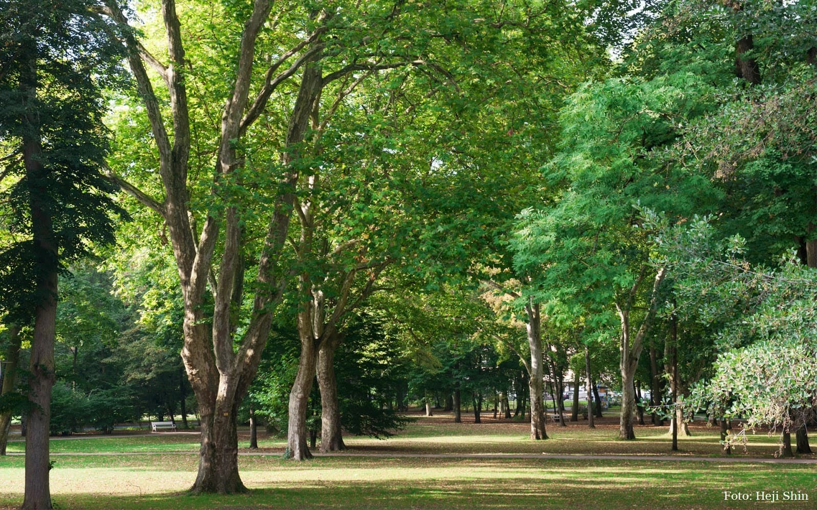 Luitpoldpark - Image 1