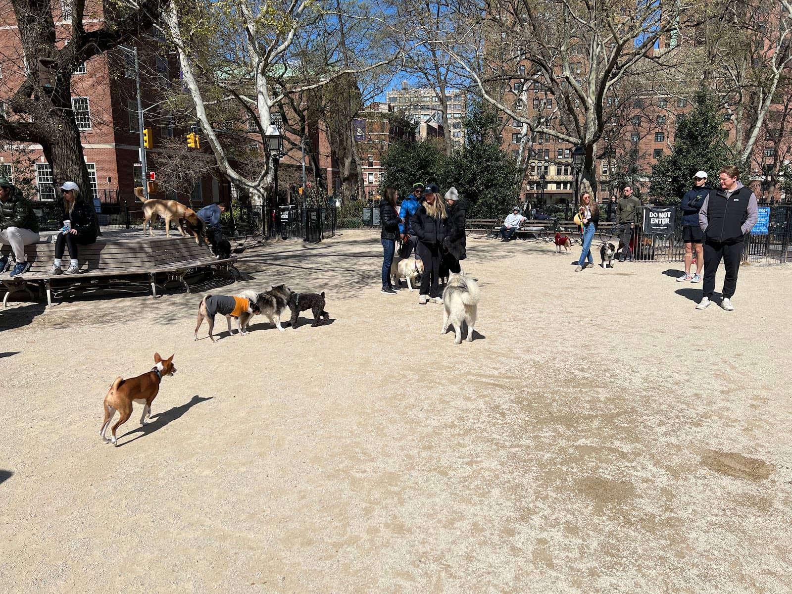 Social Hub for Pups and People