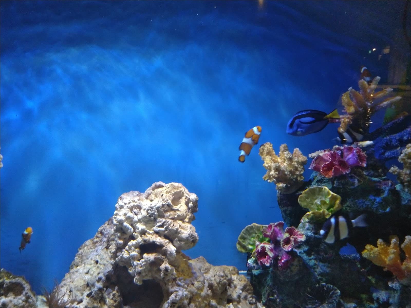 National Aquarium of Ireland Salthill Galway - Image 1