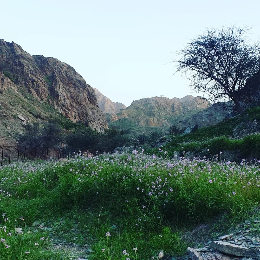 Wadi Tayyibah - Image 1
