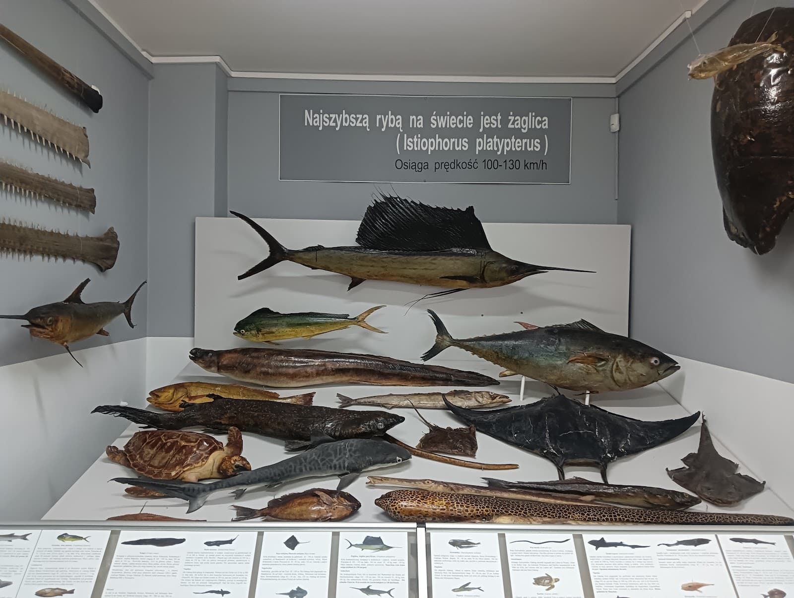 Museum of Sea Fishery - Image 1