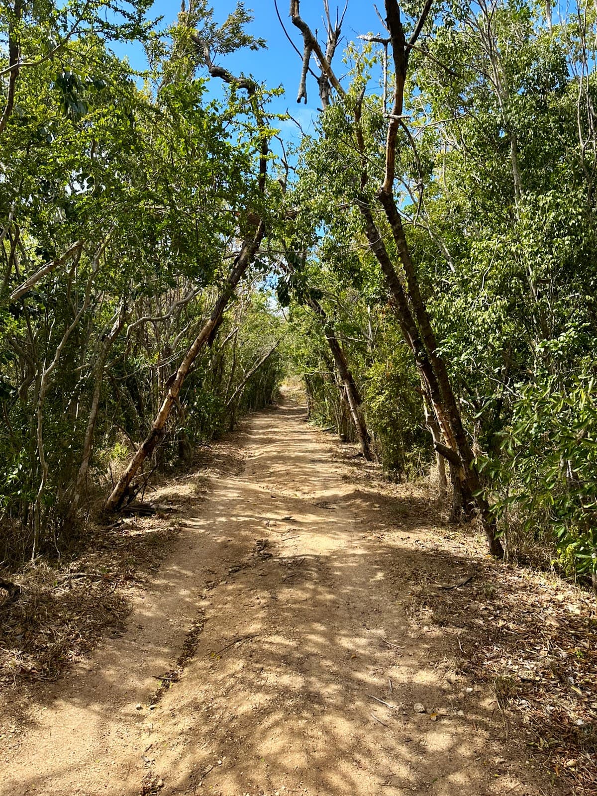 Guánica Dry Forest - Image 1