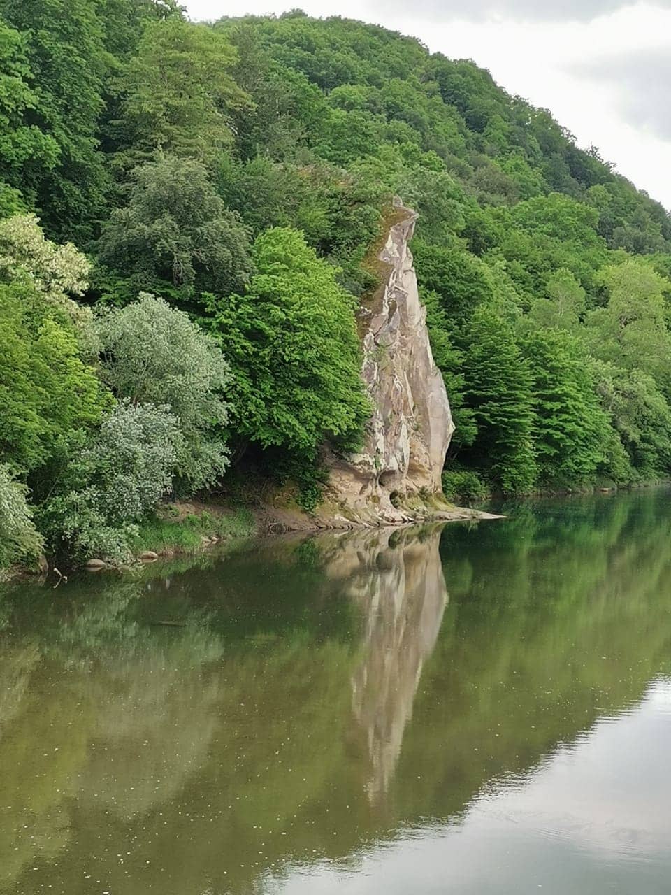 Tranquil Forest Walks