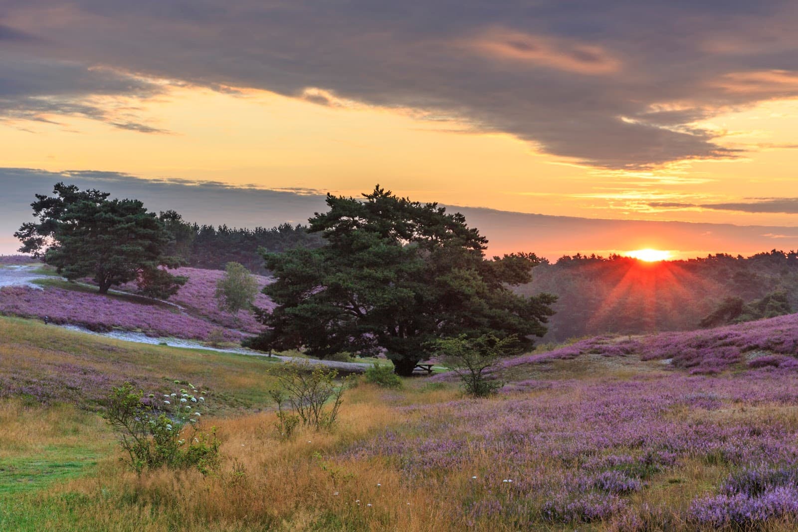 Brunssummerheide - Image 1