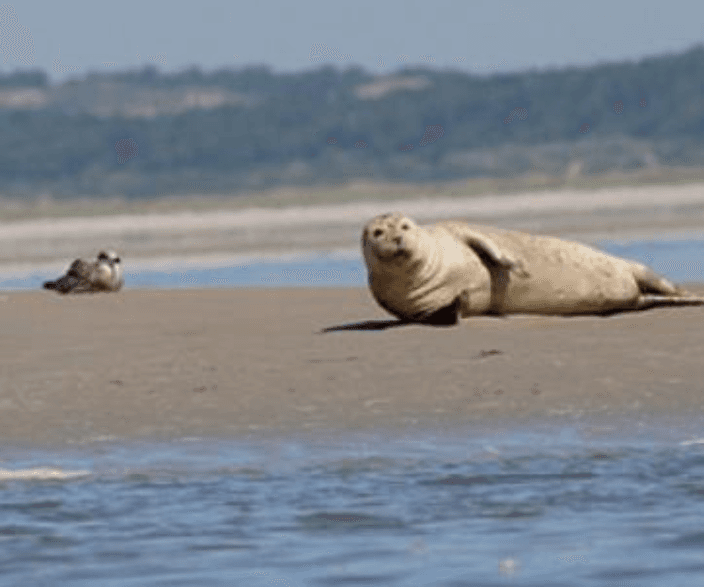 Baie de Somme - Image 1