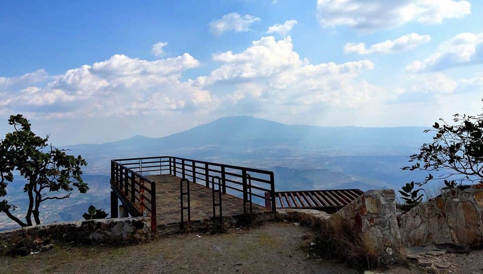 Tranquil Agave Scenery