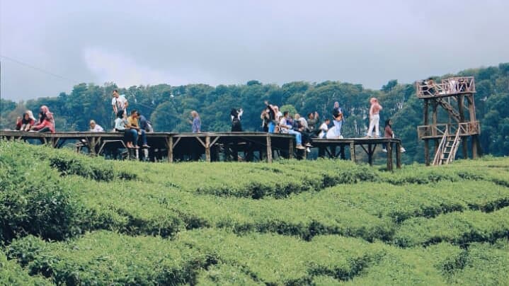 Sirah Kencong Tea Plantation - Image 1
