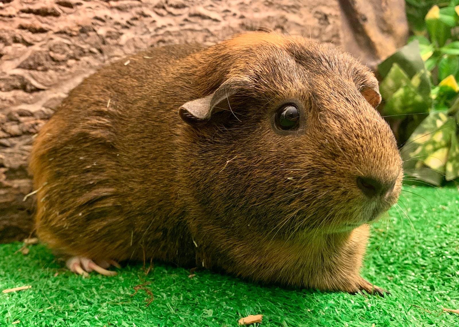 Educational Video Library