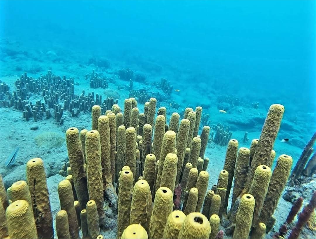 Champagne Reef Dominica - Image 1