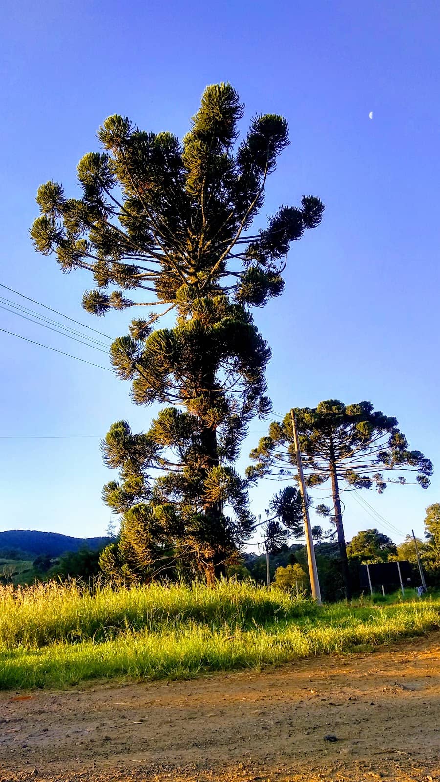 Vertical photo