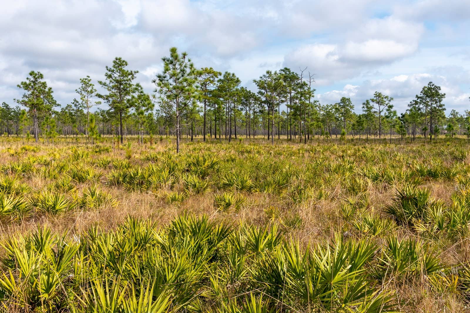 Wildlife Viewing Opportunities