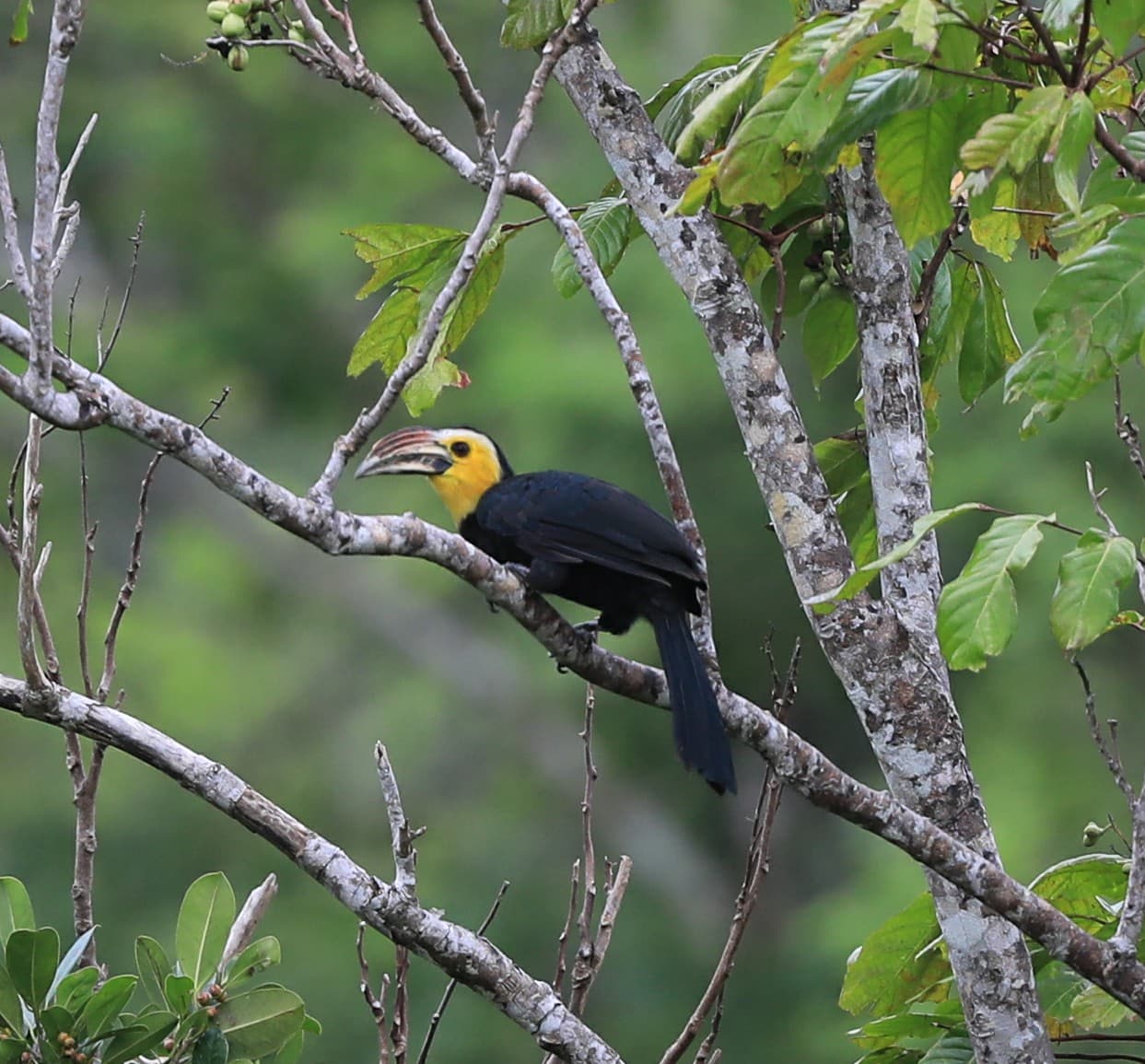 Tangkoko Nature Reserve North Sulawesi - Image 1