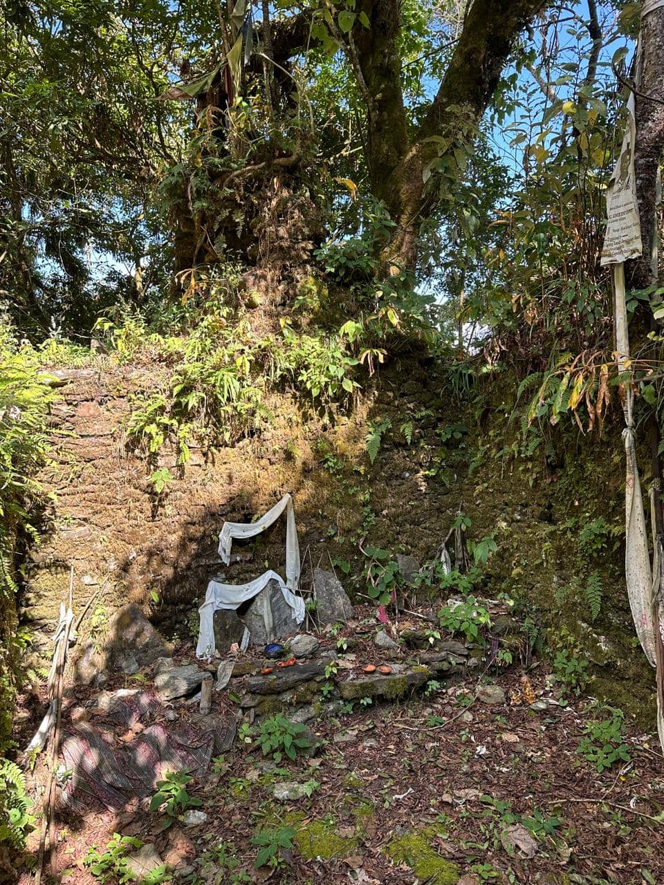 Scenic Forest Trek