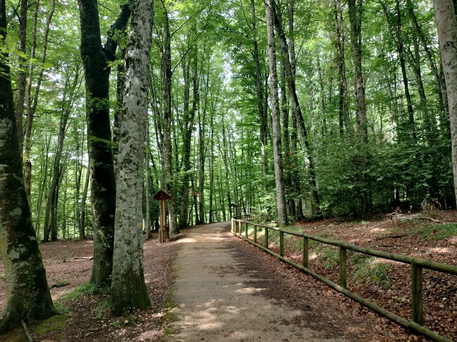 Foresta Umbra Gargano - Image 1