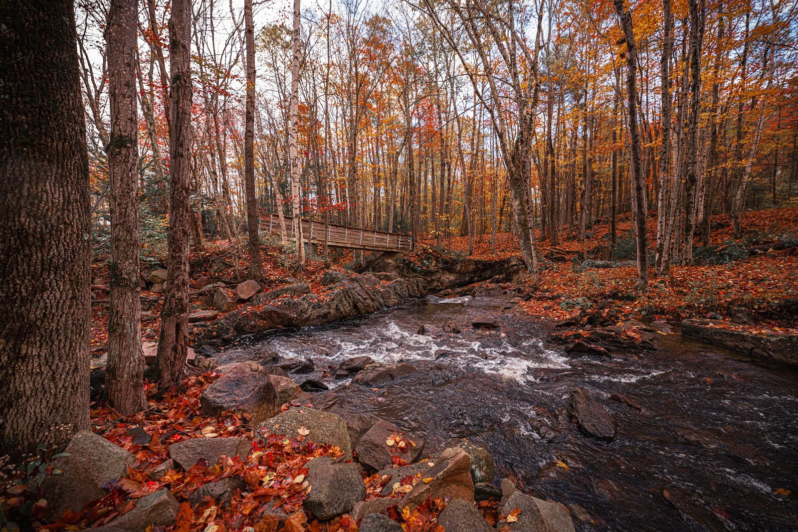Appalachian Trail (Killington section) - Image 1